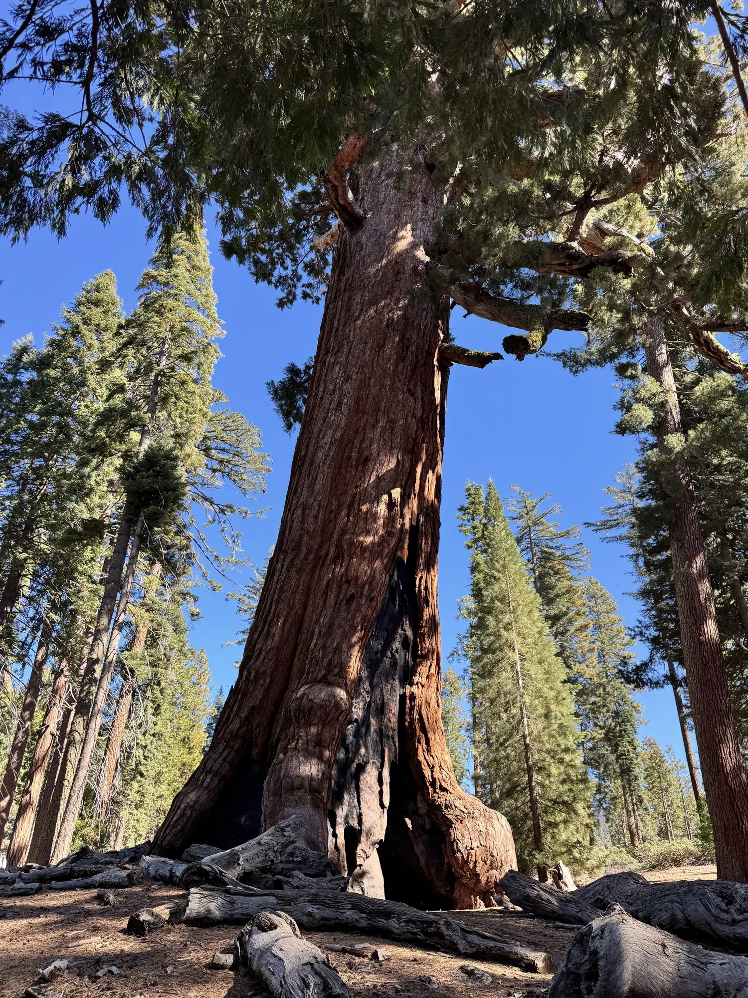 A visit to the Mariposa Grove of Giant Sequoias