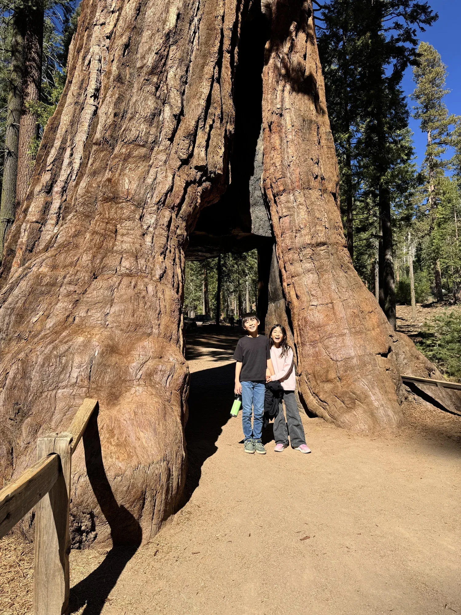 Tunnel Tree in the Mariposa Grove of Giant Sequoias, Yosemite National Park