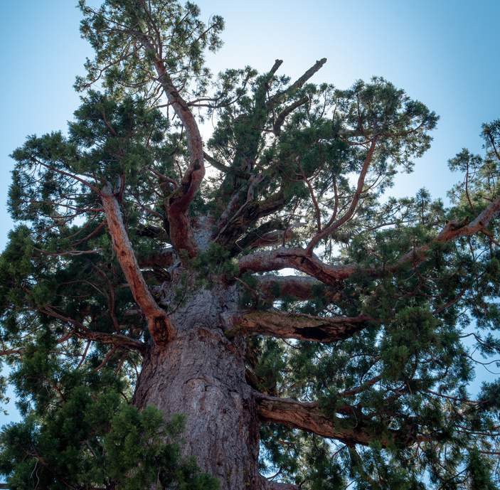Looking up at a giant sequoia. The Mariposa Grove is about 10 minutes from the cabin in Wawona.