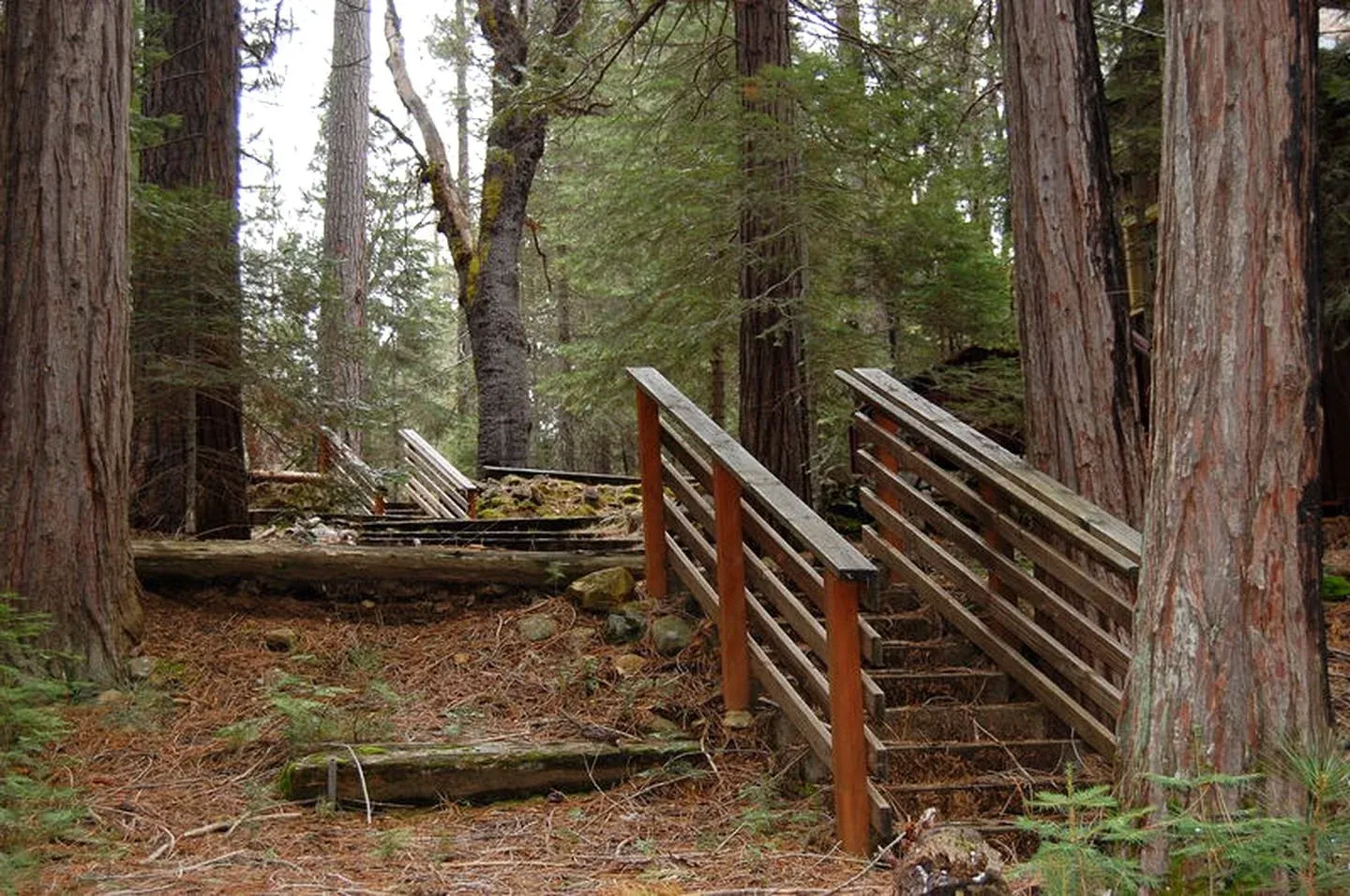 Wooden stairs leading through dense forest