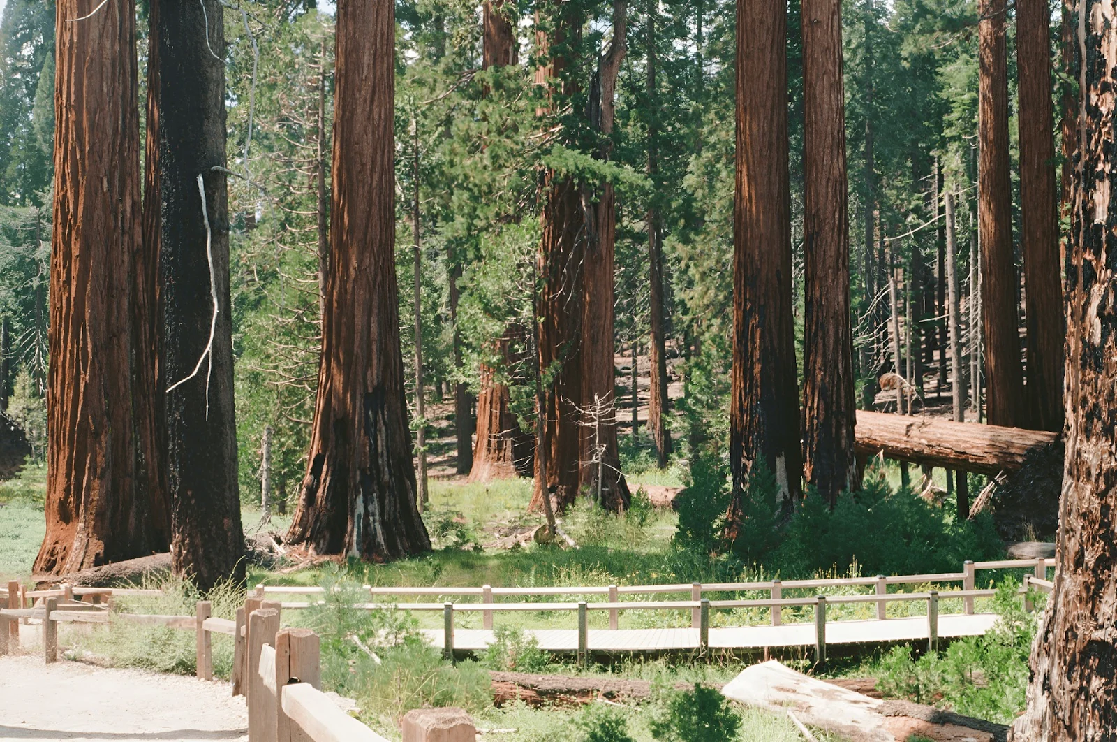 Giant sequoias in the Mariposa Grove, about 10 minutes from the cabin in Wawona. Photo: Cherish Moments / Unsplash